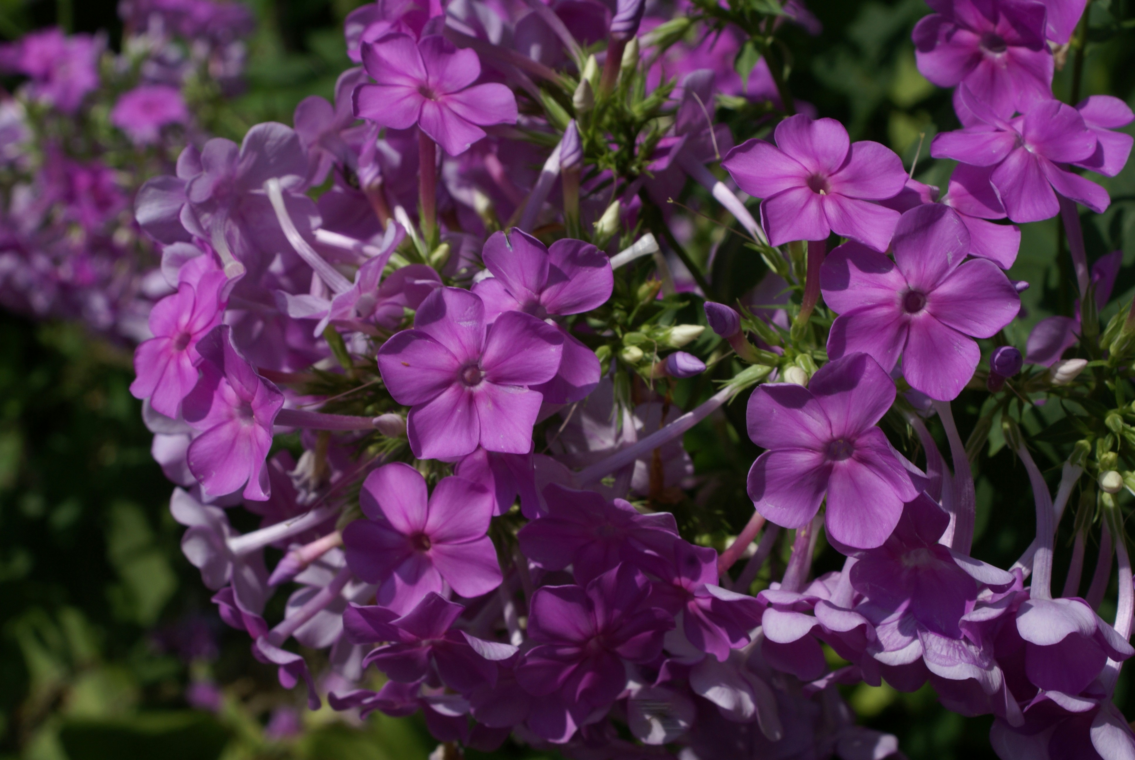 Photo by apaturairis