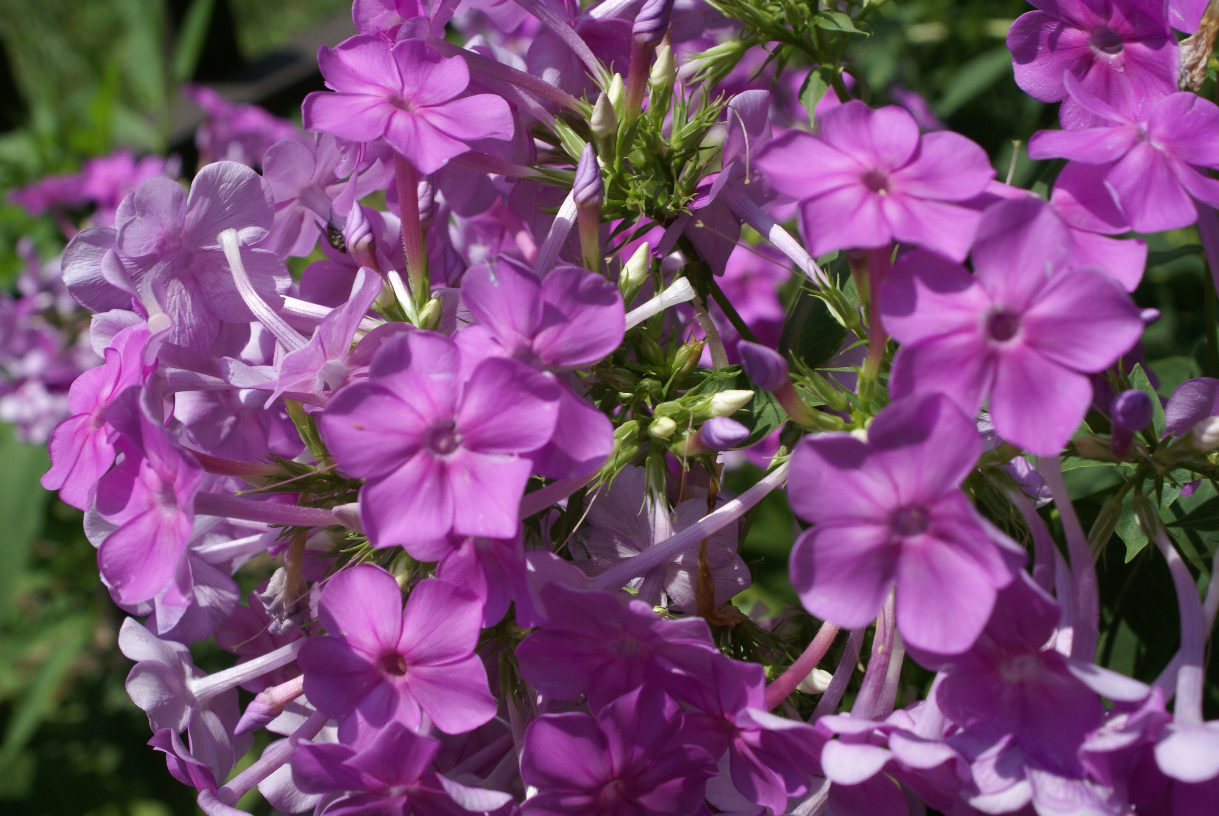 Photo by apaturairis