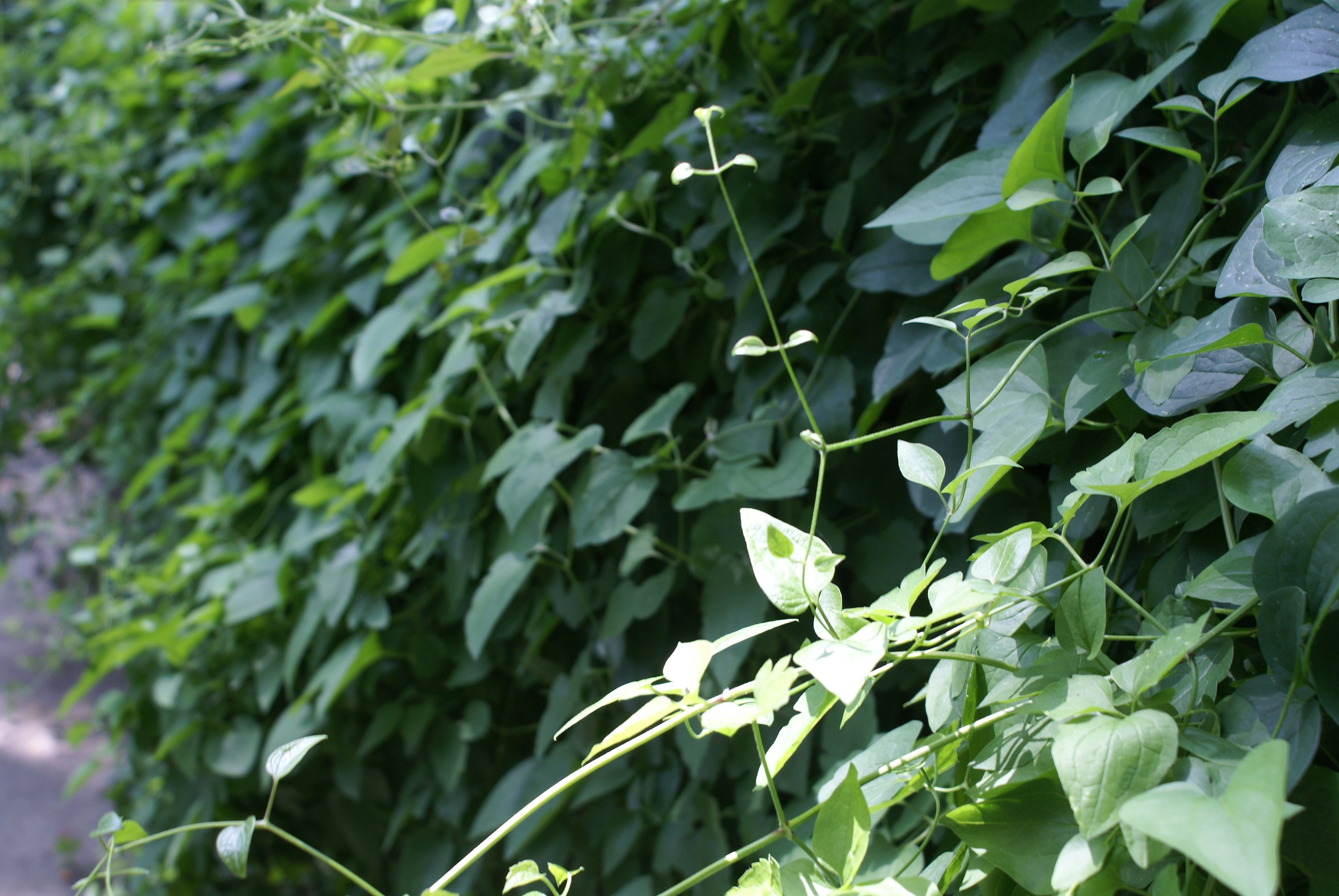 Photo by apaturairis