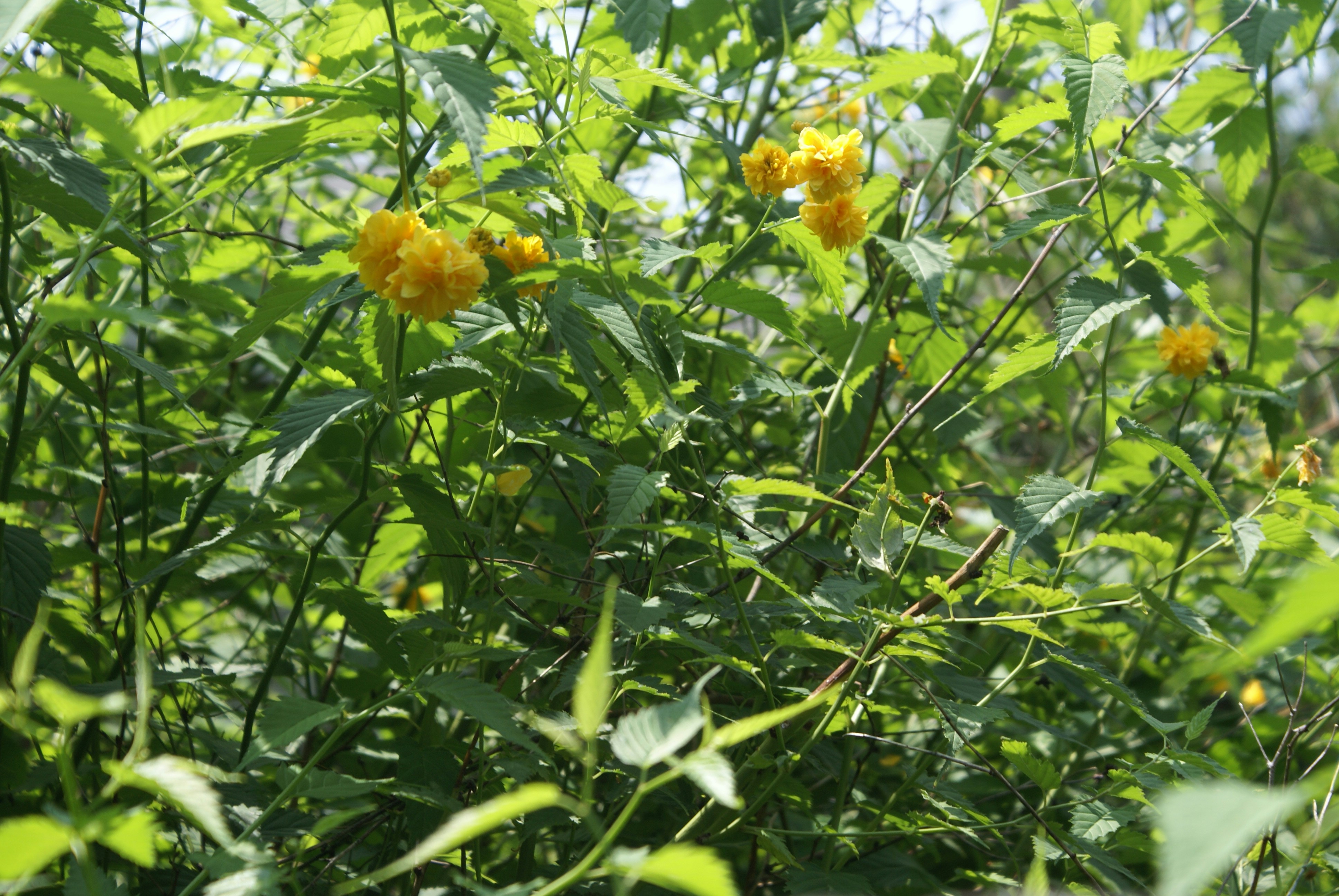 Photo by apaturairis