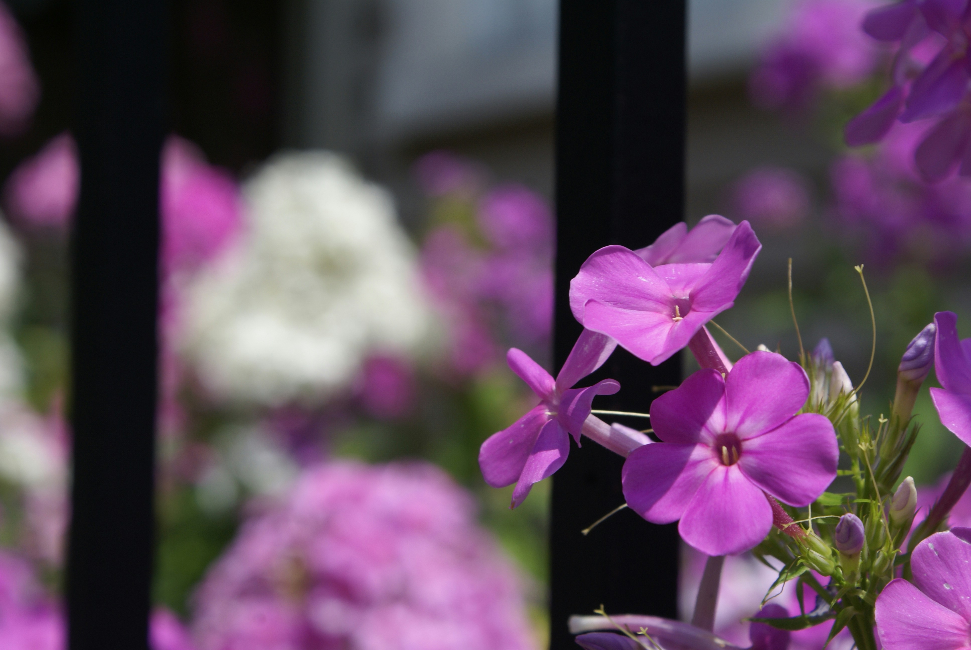 Photo by apaturairis