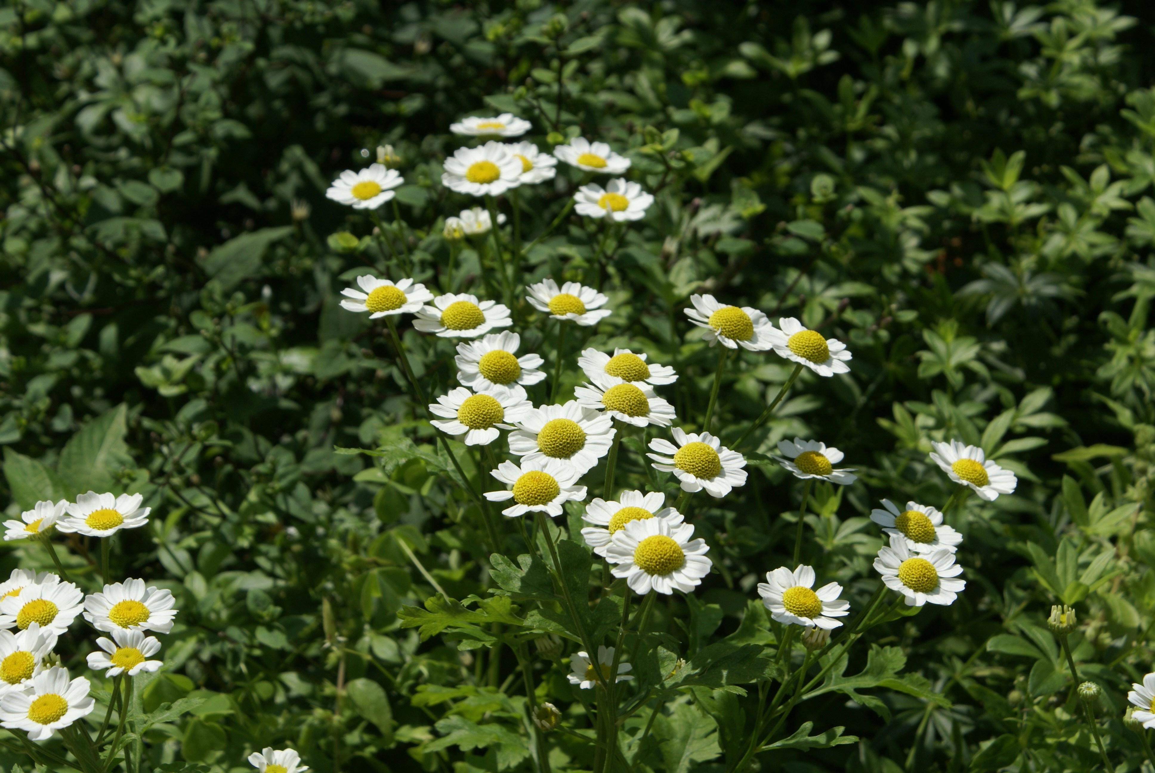 Photo by apaturairis