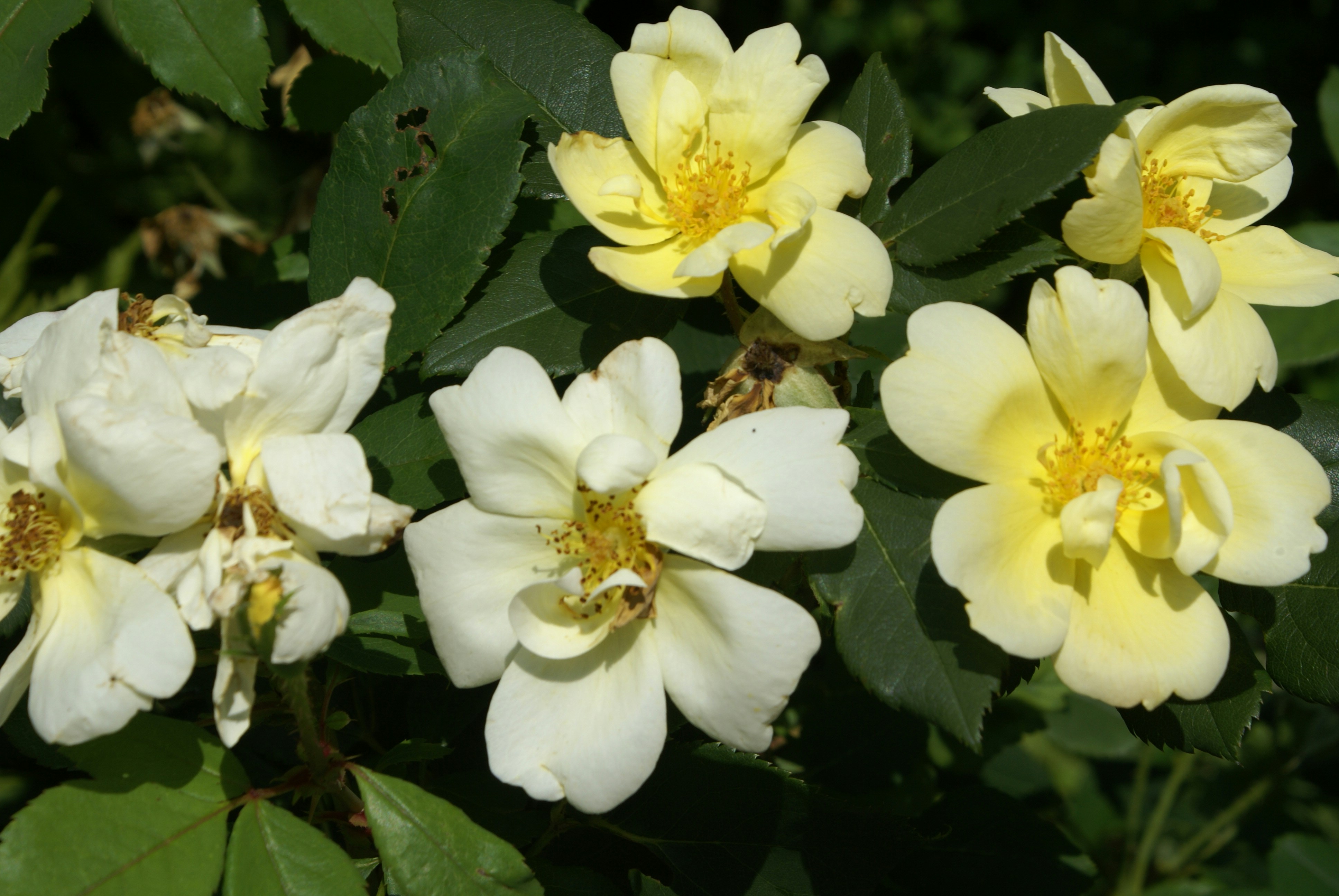 Photo by apaturairis