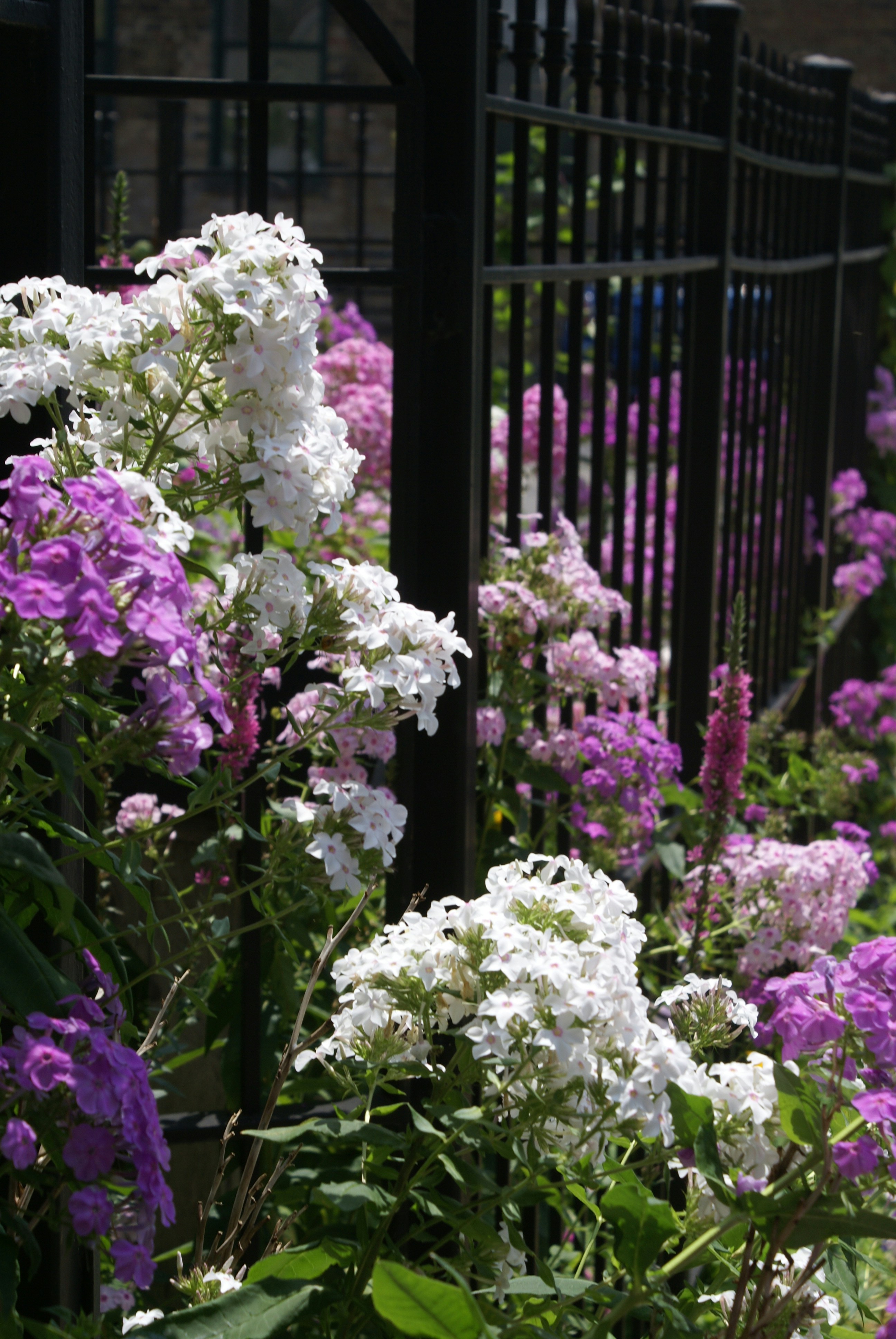 Photo by apaturairis