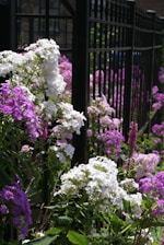 Храсти с лилави и бели цветове, растящи край ограда — ярките цветове изпъкват върху зеленината