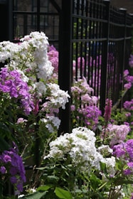 Храсти с лилави и бели цветове, растящи край ограда — ярките цветове изпъкват върху зеленината