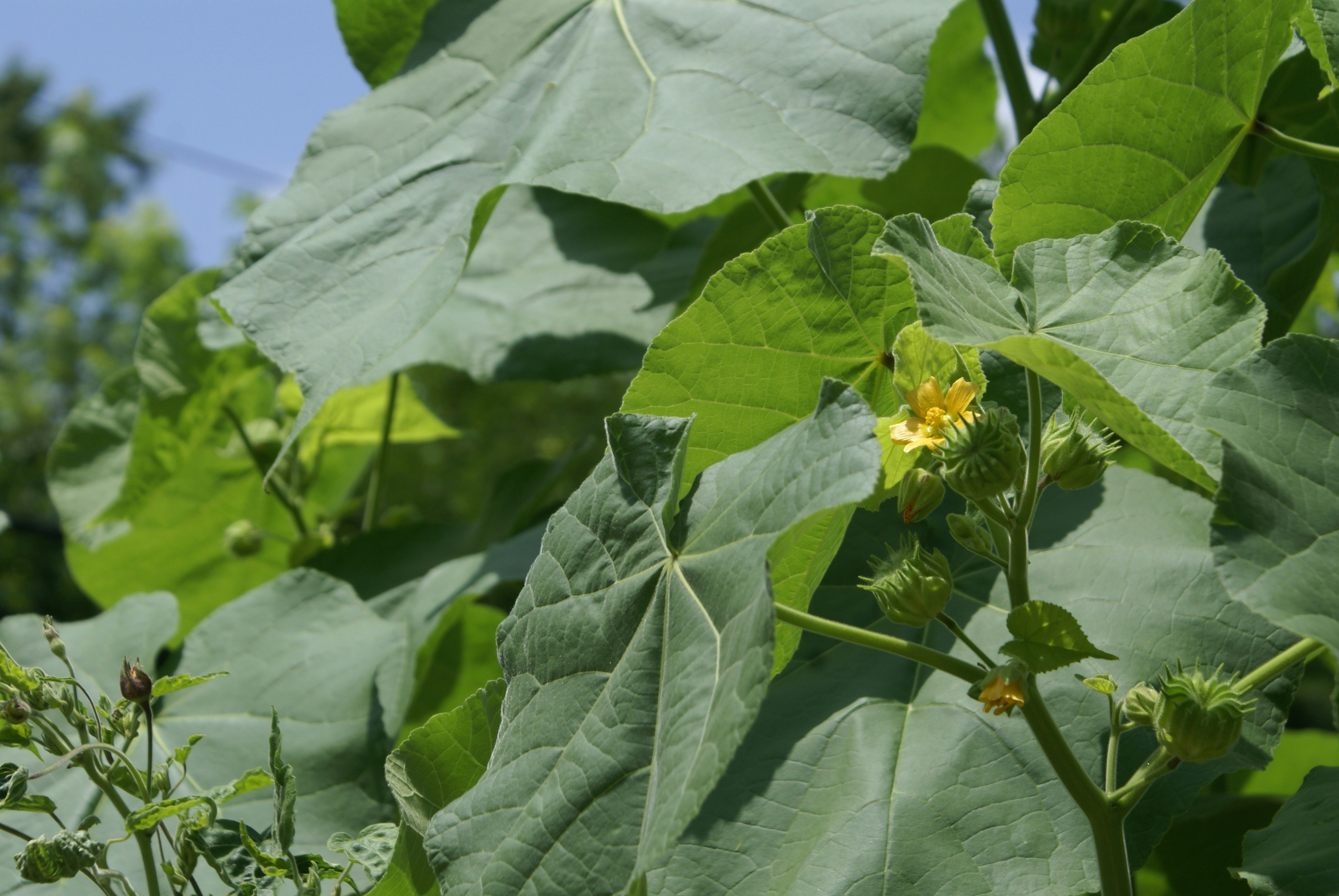 Photo by apaturairis