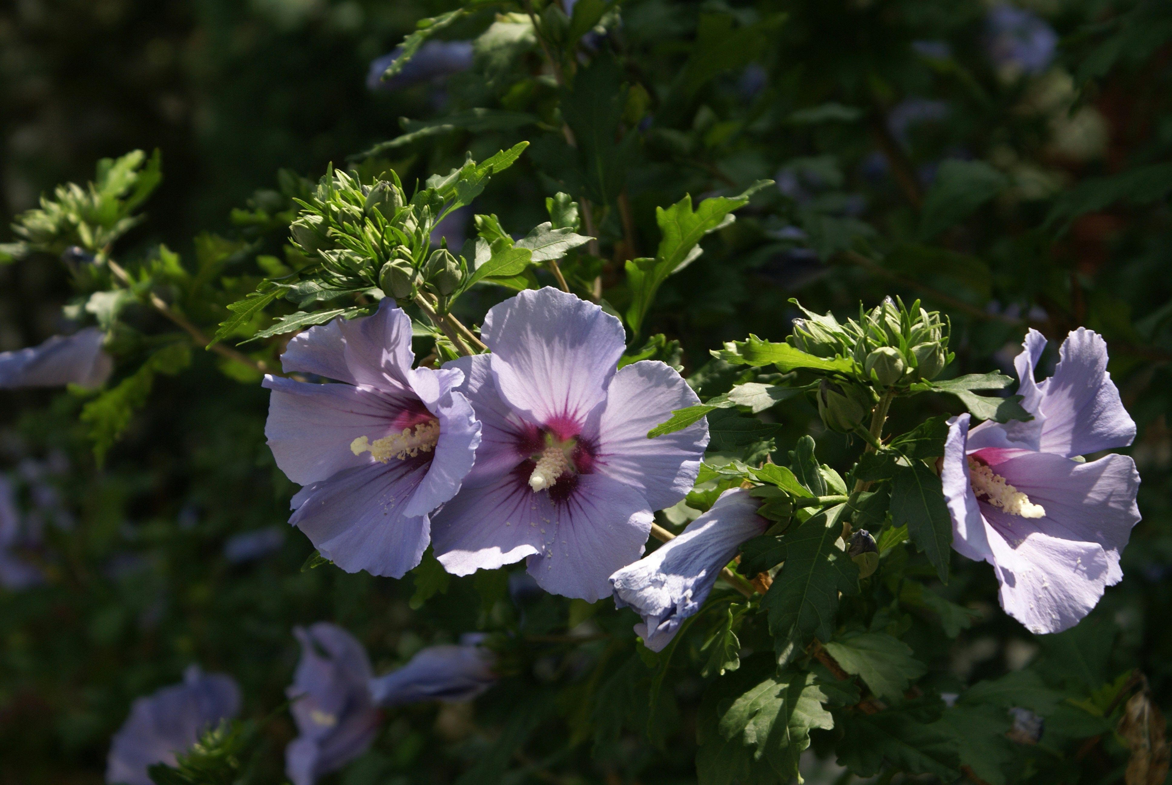 Photo by apaturairis