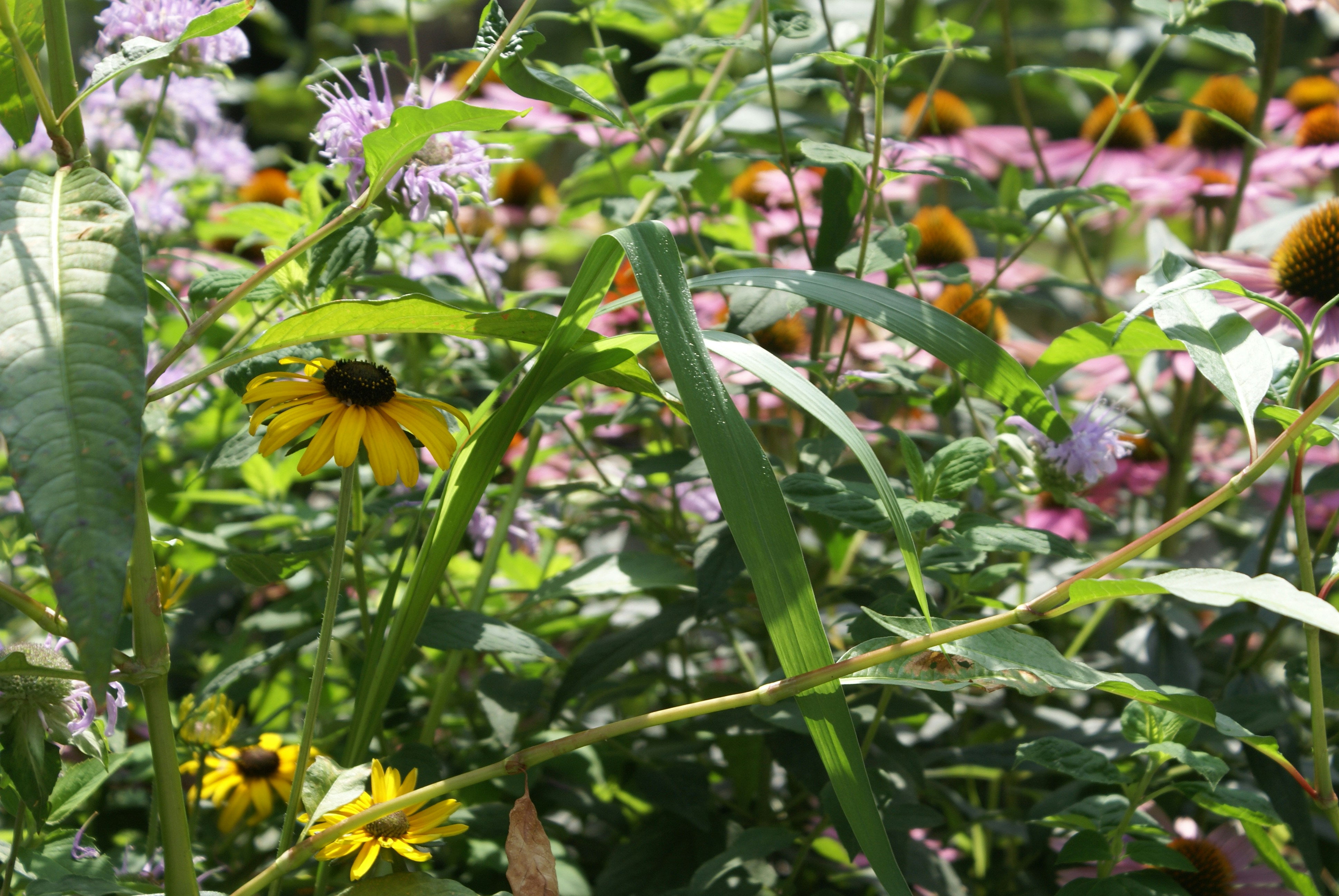 Photo by apaturairis