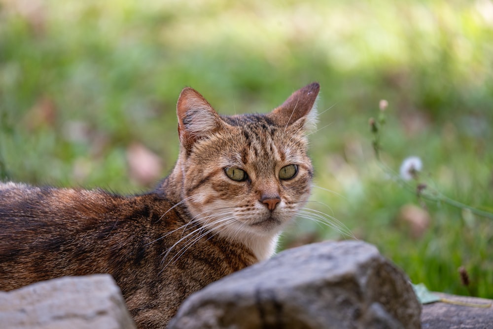 a close up of a cat laying on a rock