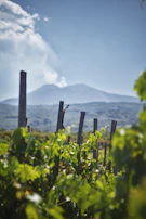a vineyard with a mountain in the background
