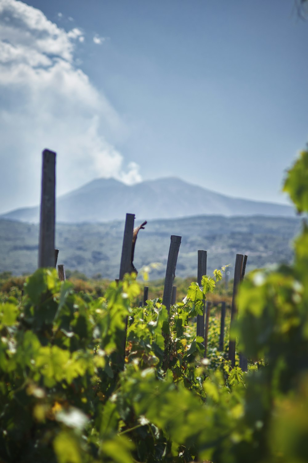 a vineyard with a mountain in the background