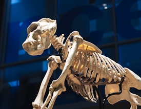 A skeleton of an animal, likely a primate, is prominently displayed. The skeleton is well-preserved, with notable features including the skull, rib cage, and limb bones clearly visible. The background is blurred but there's a suggestion of a blue-themed display likely within a museum or educational exhibit.