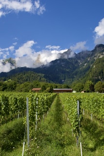 A lush vineyard stretches into the distance, framed by towering mountains in the background partially covered by clouds. The sky is clear and blue, complementing the greenery of the vines. Two small buildings are nestled among trees at the foot of the mountains.