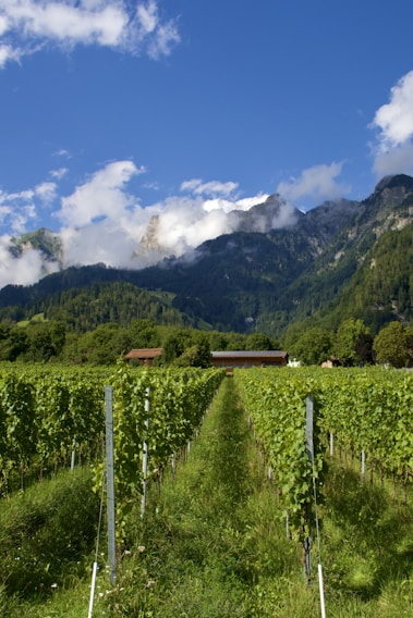 A lush vineyard stretches into the distance, framed by towering mountains in the background partially covered by clouds. The sky is clear and blue, complementing the greenery of the vines. Two small buildings are nestled among trees at the foot of the mountains.