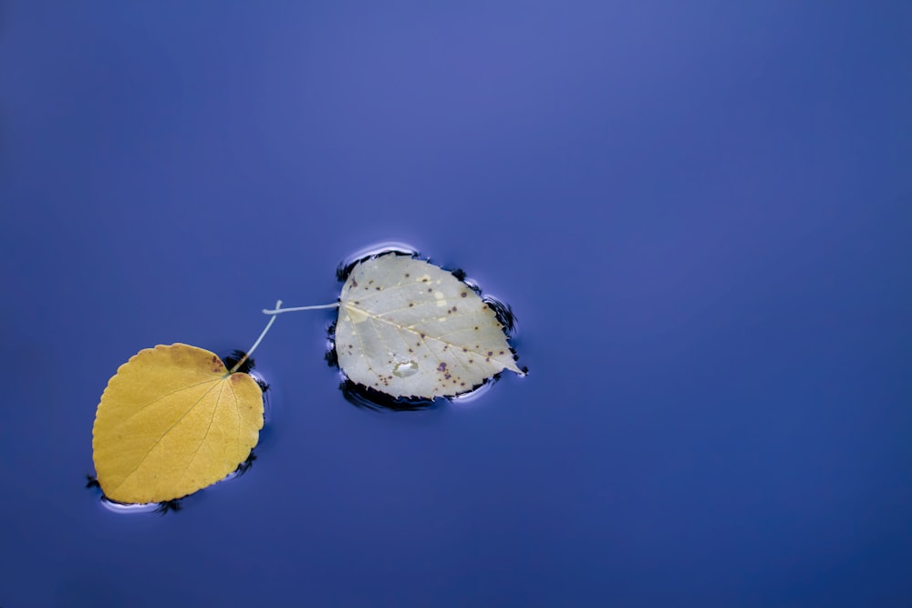 a leaf floating on top of a body of water