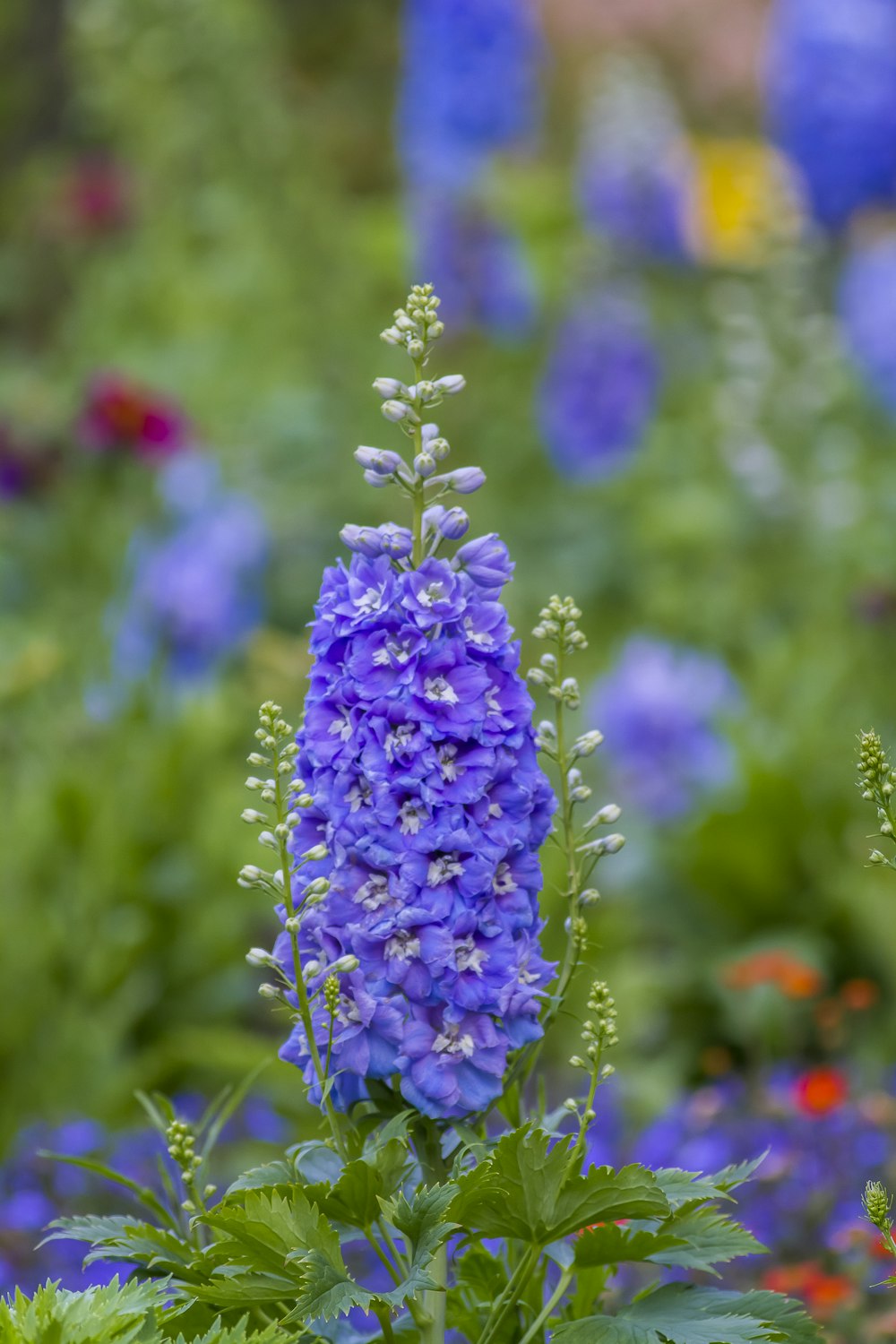 a blue flower in a field of flowers