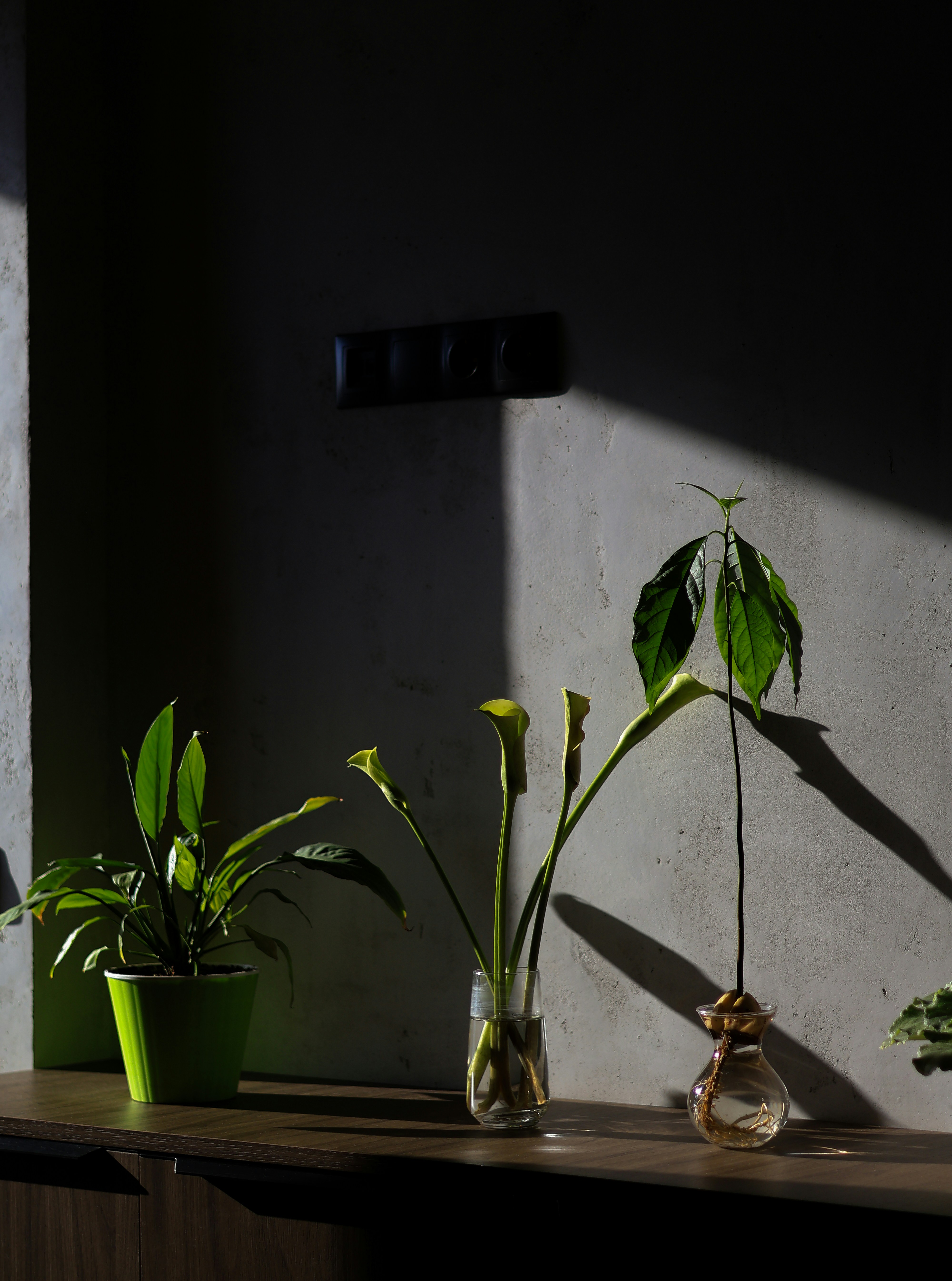 a couple of plants sitting on top of a wooden table