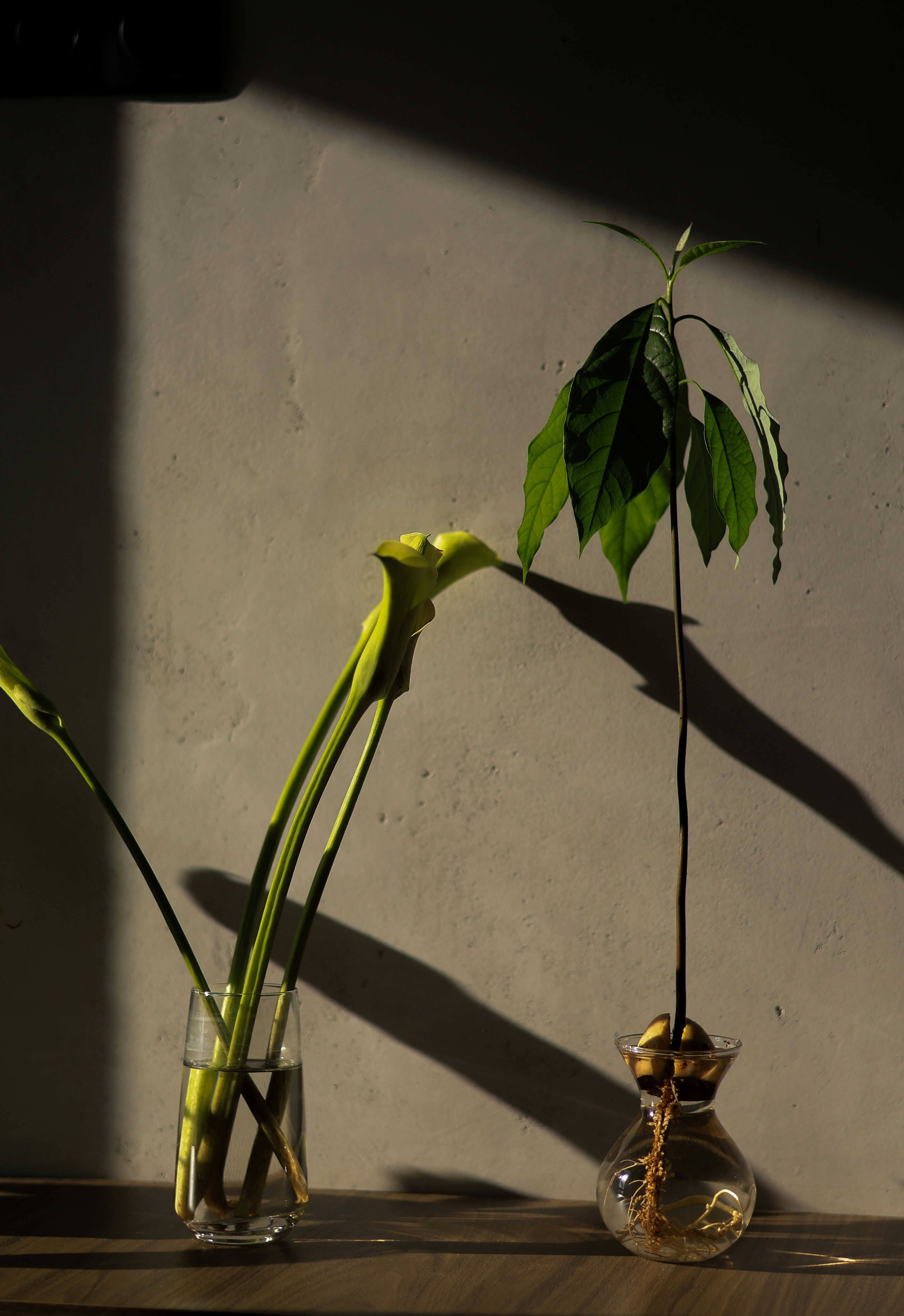 a plant in a vase on a table