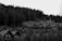 A series of rustic wooden cabins is nestled at the base of a dense, tall forest that climbs up the hillside. The structures are partially obscured by thick trees, and the overcast sky enhances the natural, tranquil setting.