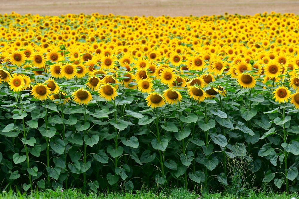 a large field of sunflowers in the middle of a field