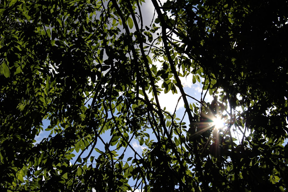 Il sole splende attraverso le foglie di un albero