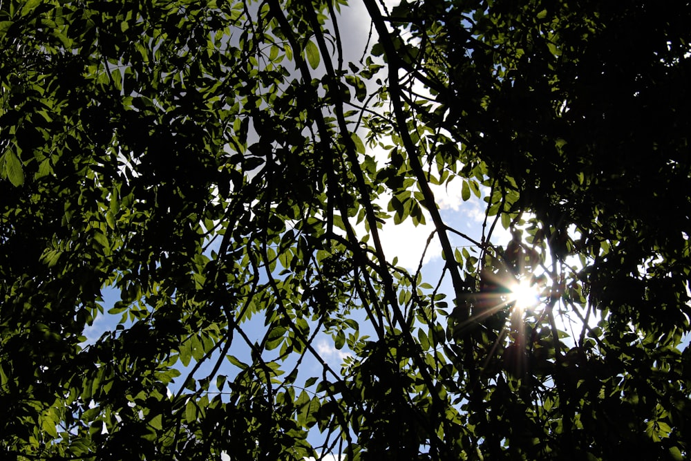 O sol brilha através das folhas de uma árvore