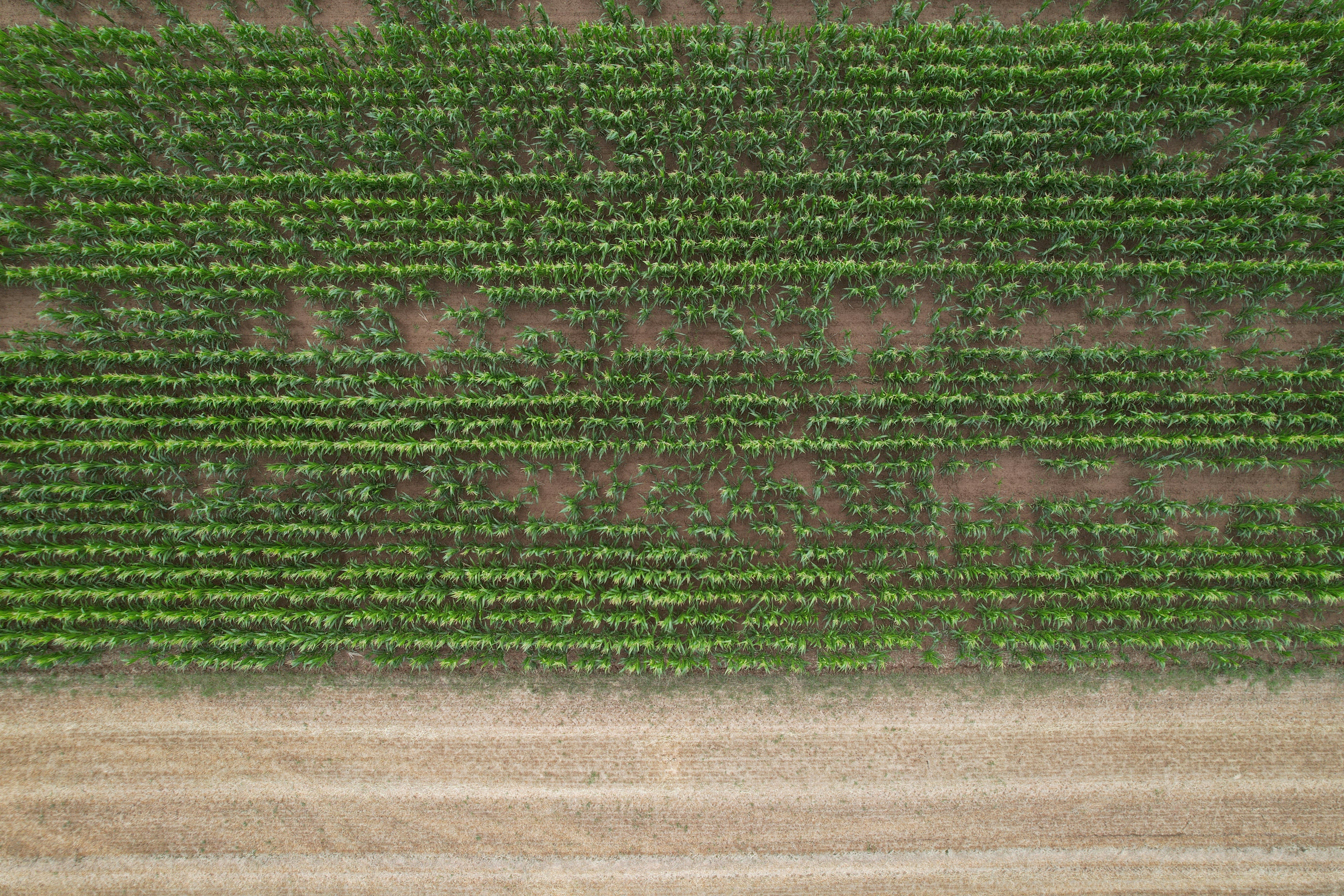 Organic Vermi Compost Fertilizer