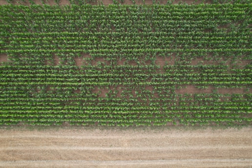 An image of farmers practicing sustainable methods in the field.
