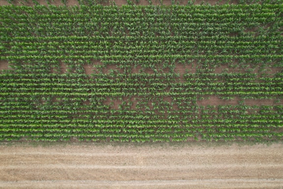 A visual representation of sustainable agriculture practices.