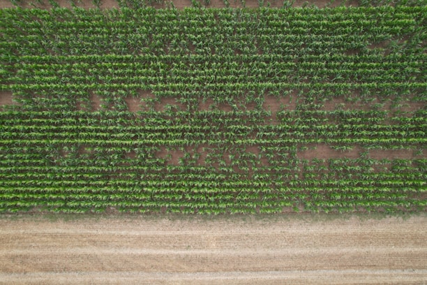 Image of harvested crops neatly arranged, showcasing successful supply facilitated by vicmirstha nigeria limited.