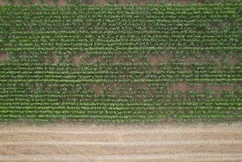 Aerial view of a neatly organized agricultural field with rows of green crops on brown soil, depicting a harmonious pattern. The field is bordered by a strip of harvested land.