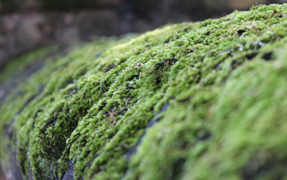 a close up of moss growing on a stone wall