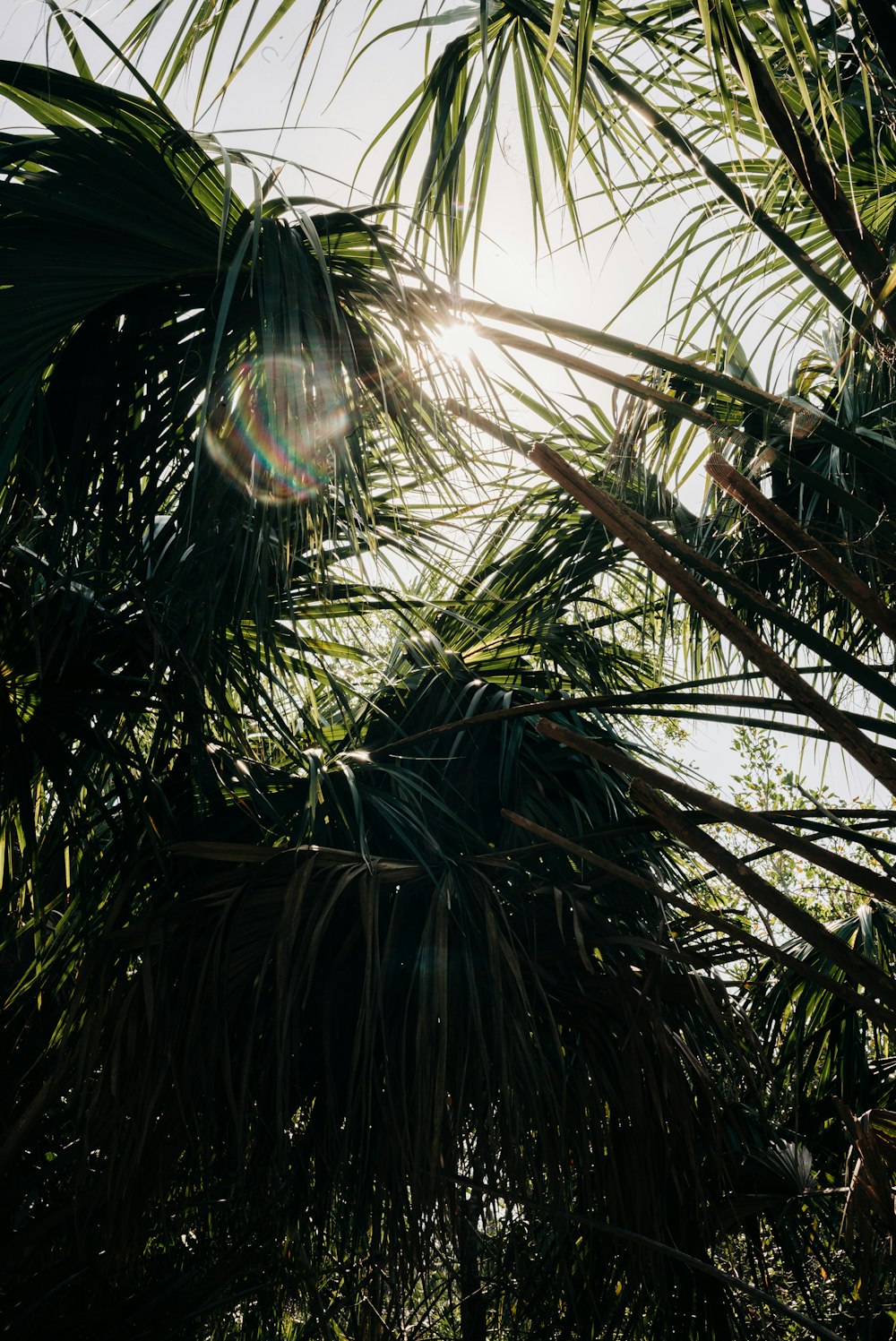 the sun shines through the leaves of a palm tree