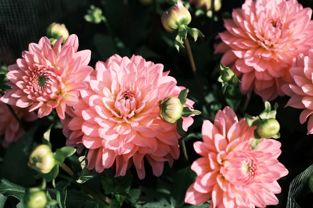 um grupo de flores cor-de-rosa com folhas verdes