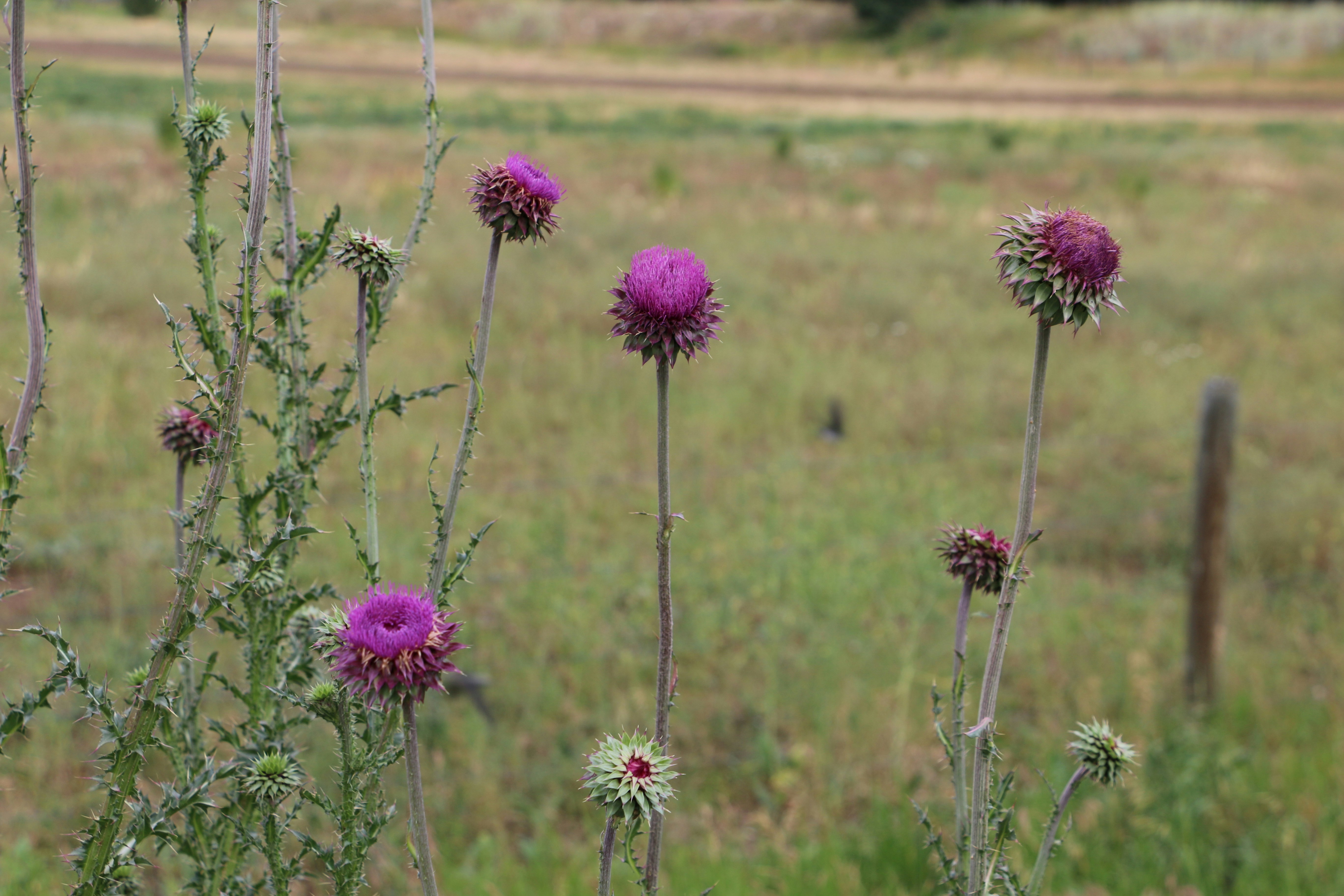 Photo by jeanneachille