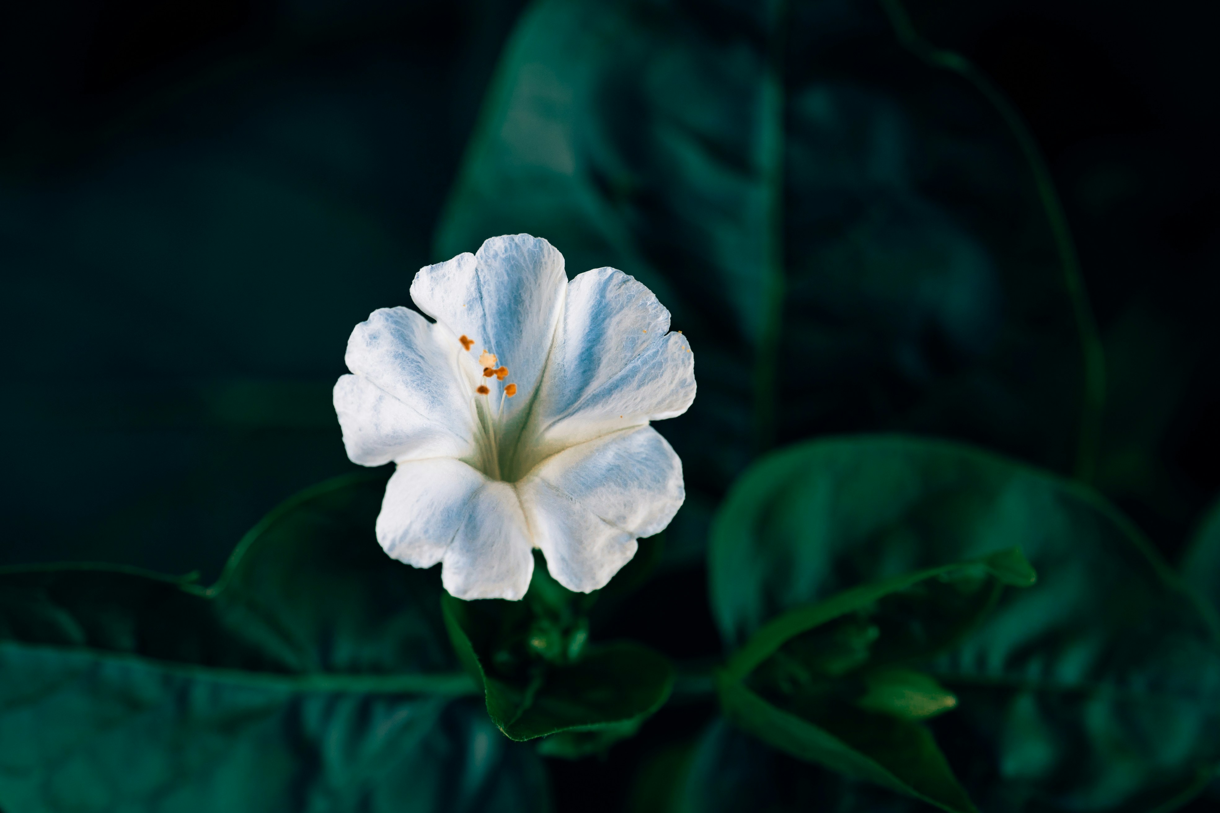 Photo by khodzinskyi