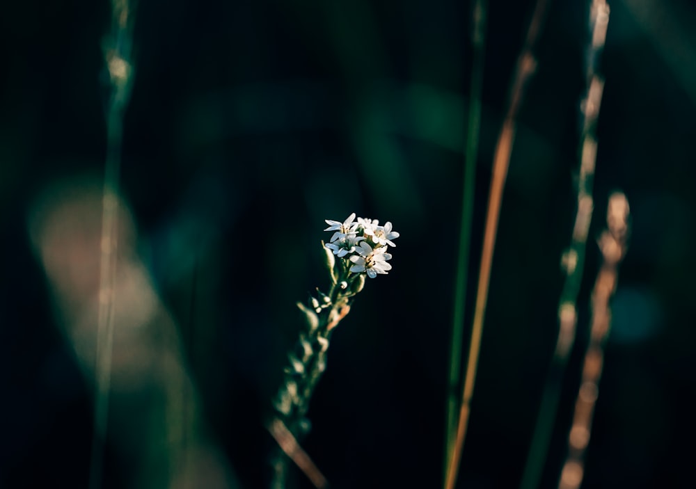 a close up of a flower in a field