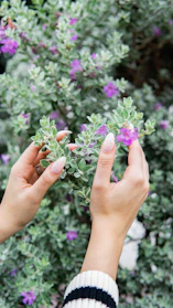 A gardener’s hands holding fresh garden tools against a backdrop of lush green plants.
