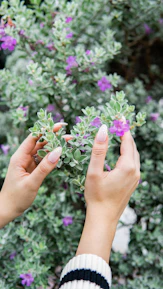 Close-up of hands gently holding fresh green leaves, symbolizing natural self-care.