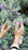 Close-up of perfectly manicured hands resting on a jasmine flower.