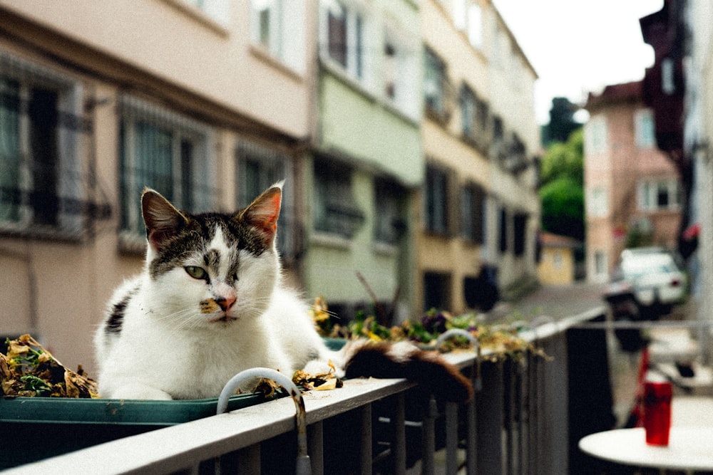 a cat is sitting on a railing outside