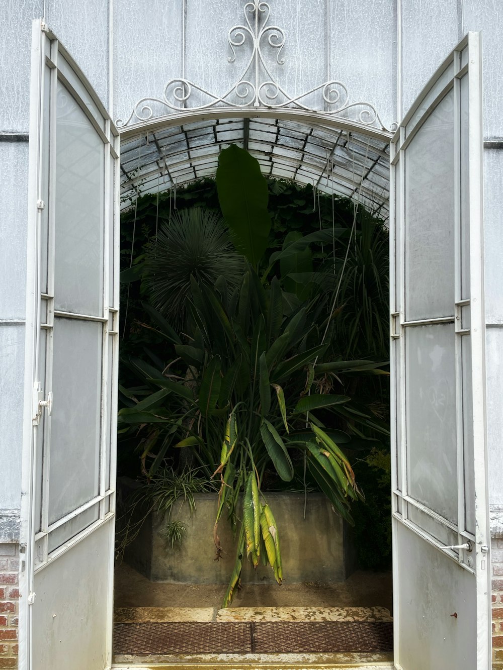 an open door with a plant in it