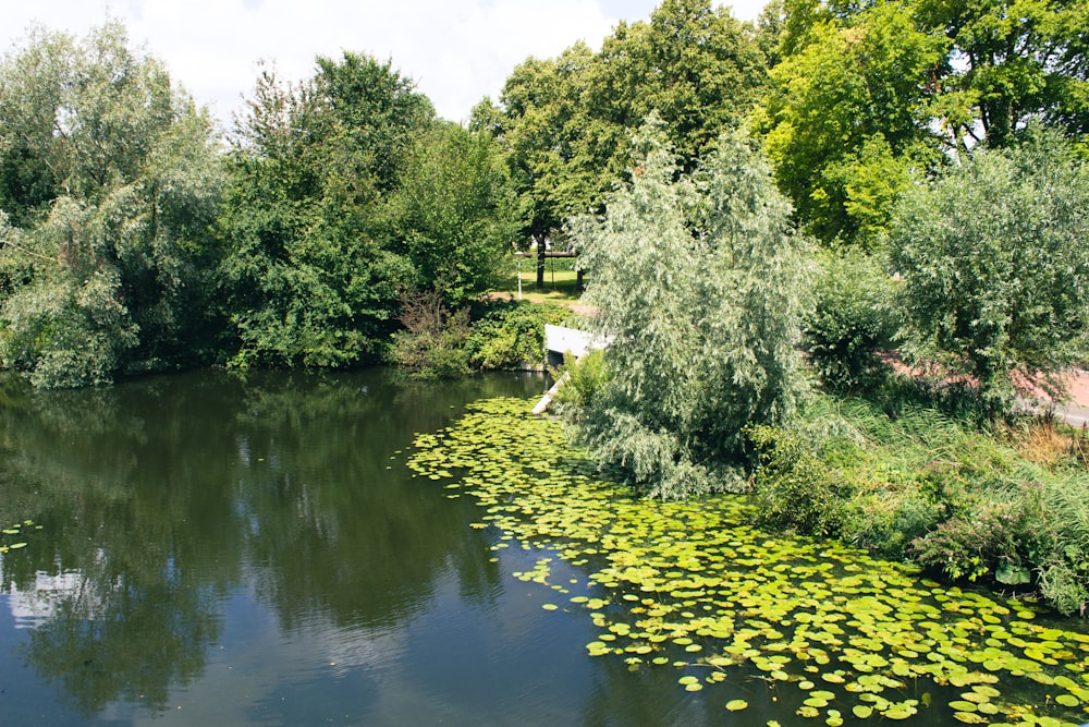 a body of water surrounded by lots of trees