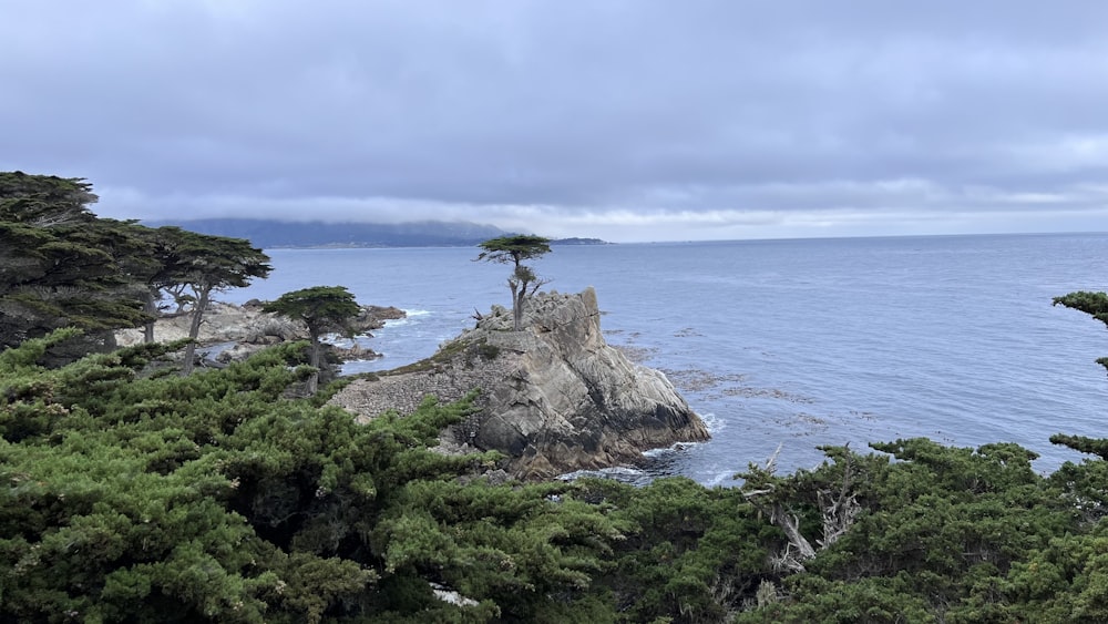 a lone tree on a rocky outcropping overlooking the ocean