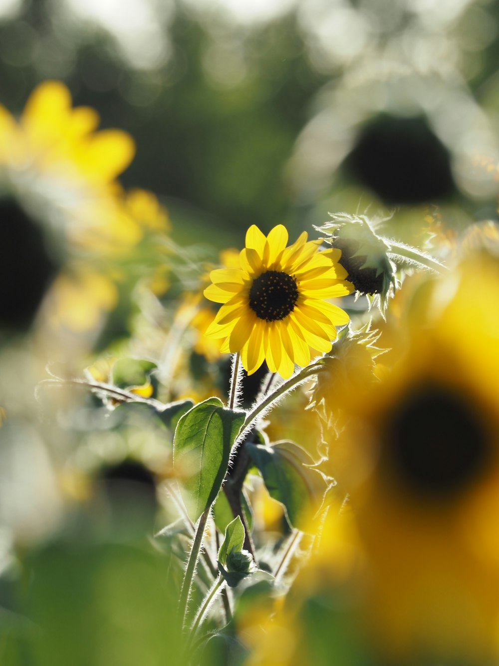 Un campo de girasoles con un fondo borroso