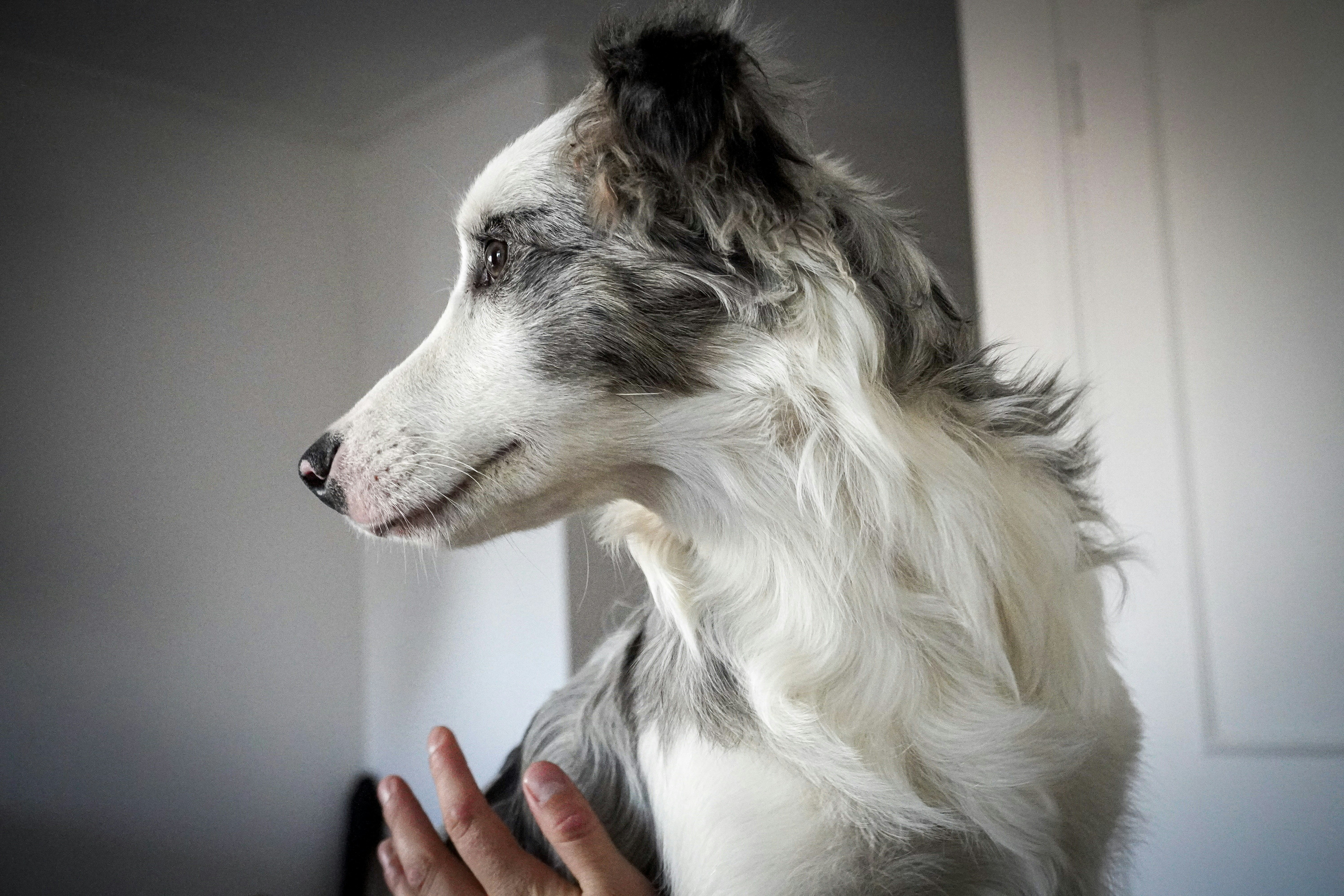 Person patting a collie