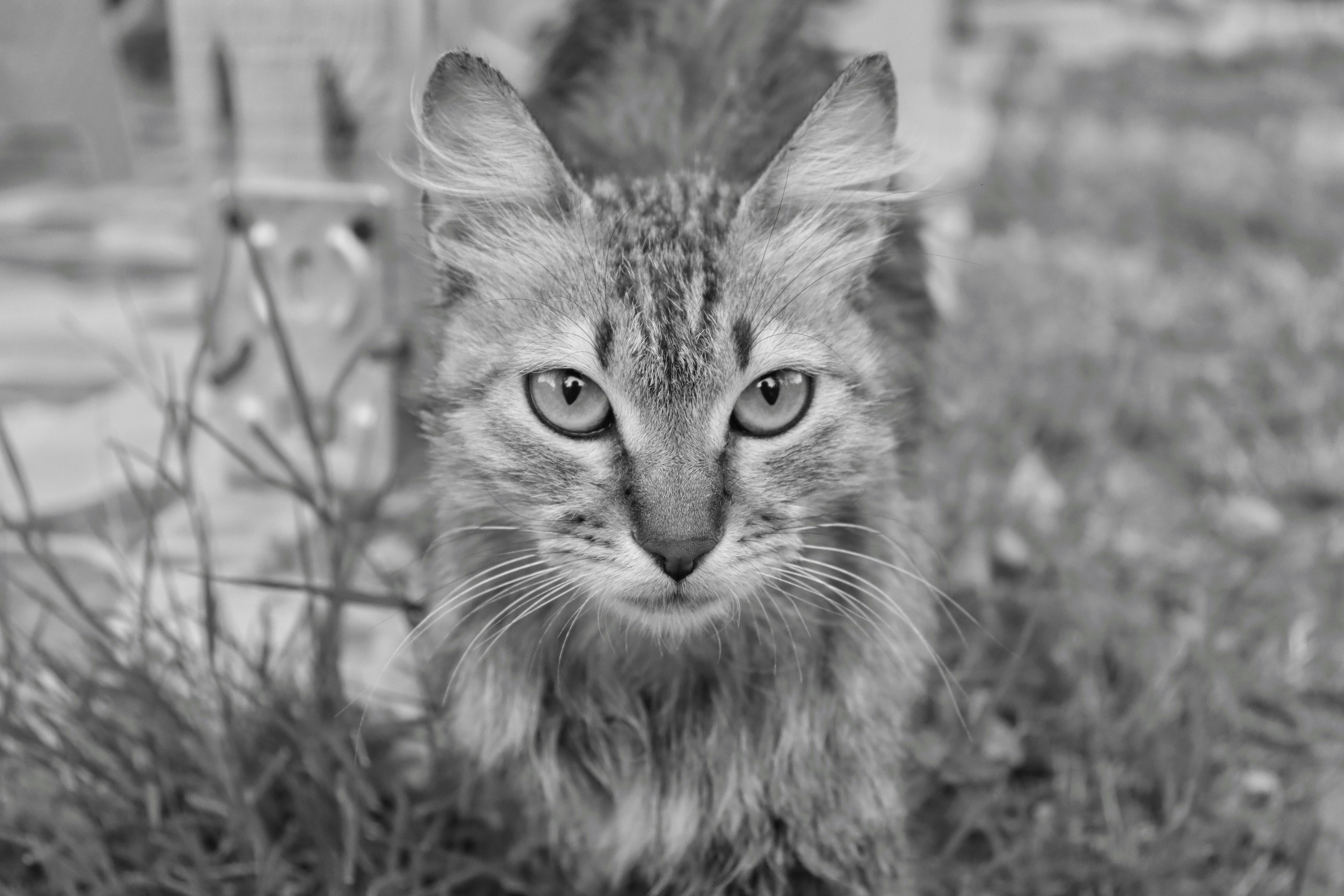 Photo by dikicicemre