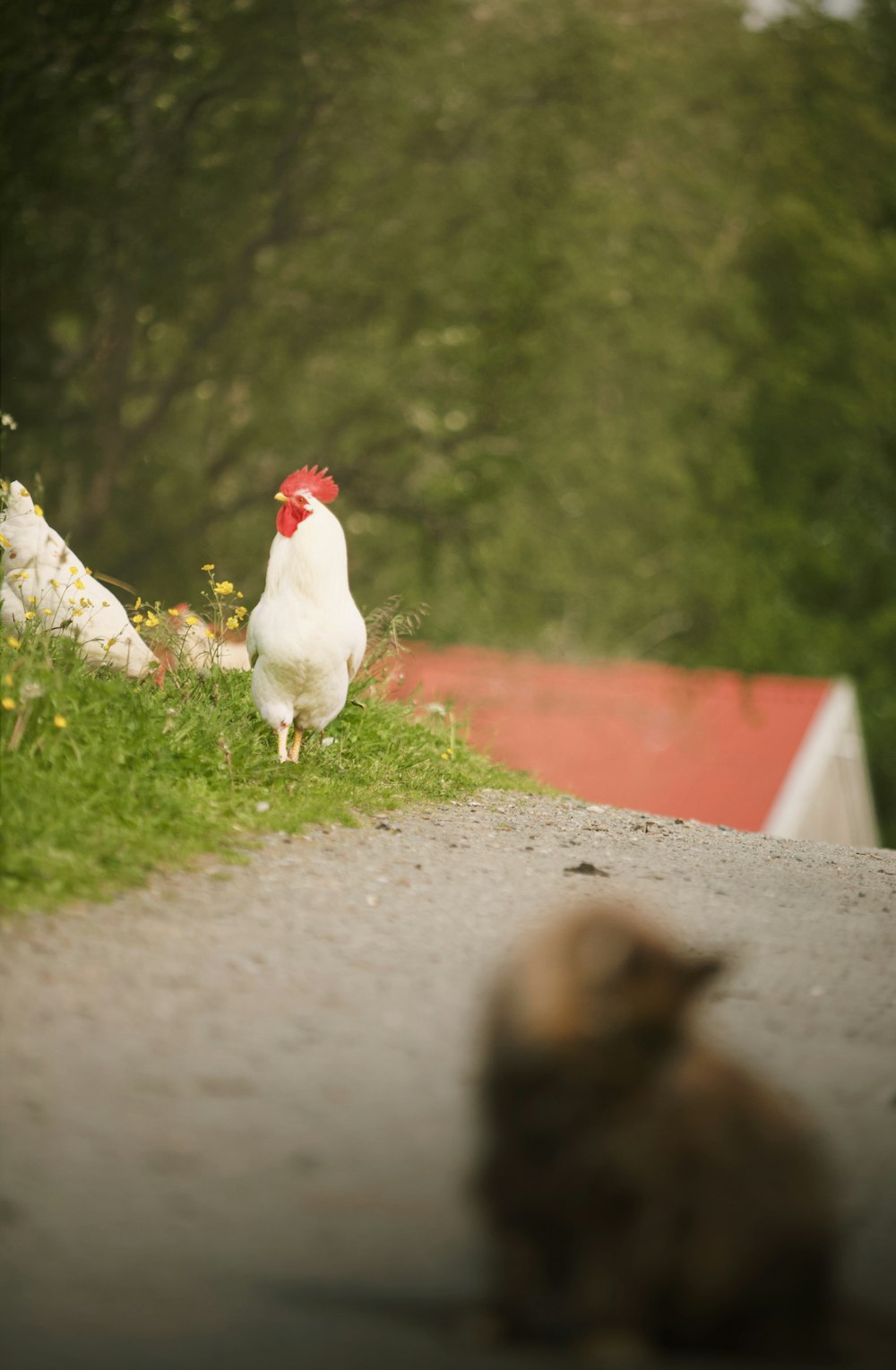 a cat sitting on the side of a road next to a chicken