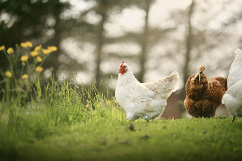 a group of chickens walking across a lush green field